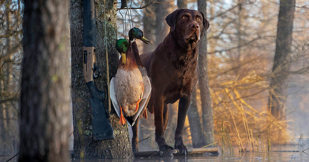 Easy Guide to Field Trial Dog Trainers: How Pat Nolan Helps Your Dog Succeed