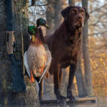 Easy Guide to Field Trial Dog Trainers: How Pat Nolan Helps Your Dog Succeed