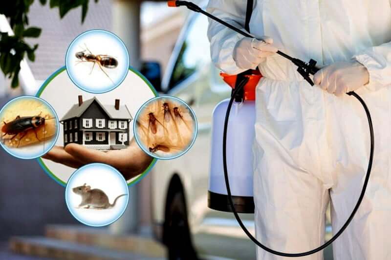 Best Pest Control Manchester Solutions for Every Property