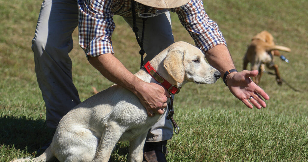 Retriever Training in Berryville VA | Pat Nolan Dog Training