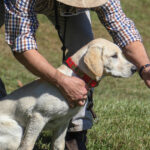 Retriever Training in Berryville VA | Pat Nolan Dog Training