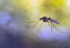 How to Identify Fake vs Genuine Anti-Insect Net Manufacturers in India | Arthi Enterprises