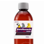 Complete Guide to Parakeet food and Health
