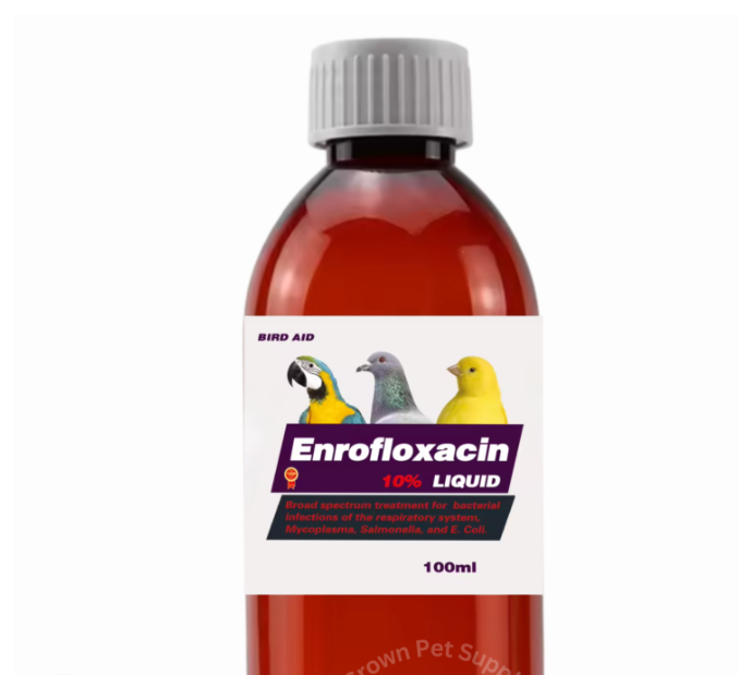 Complete Guide to Parakeet food and Health