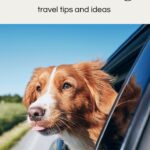 Dog Travel Tips for Safe USA Road Adventures