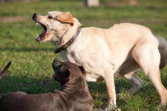 Dog Aggression Toward Other Dogs Explained