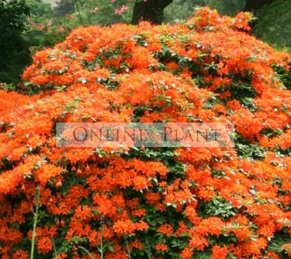 Designing a Beautiful and Functional Shade Garden for Australian Homes