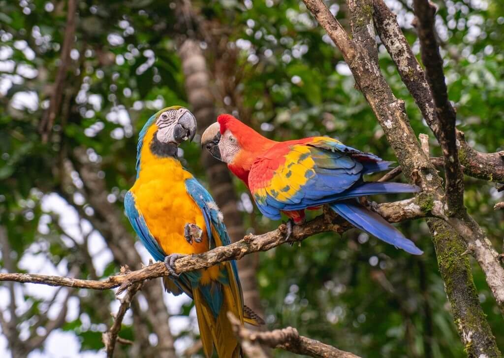Experience the Ultimate Amazon Adventure with the Sandoval Lake 3 Day Tour and Chuncho Macaw Clay Lick Tour
