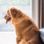 Dog Boredom Symptoms Every Pet Owner Should Know