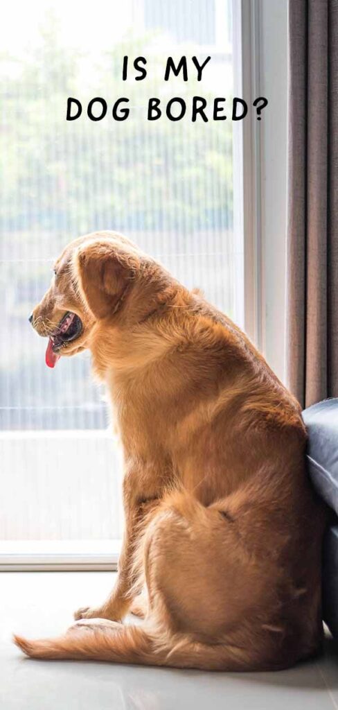 Dog Boredom Symptoms Every Pet Owner Should Know
