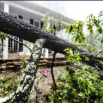 Storm Cleanup Report: Debris Removal Timelines by Tree Type and Neighborhood Density