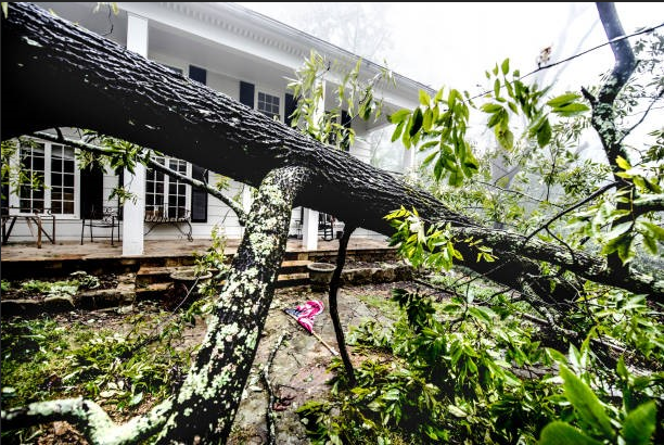 Storm Cleanup Report: Debris Removal Timelines by Tree Type and Neighborhood Density