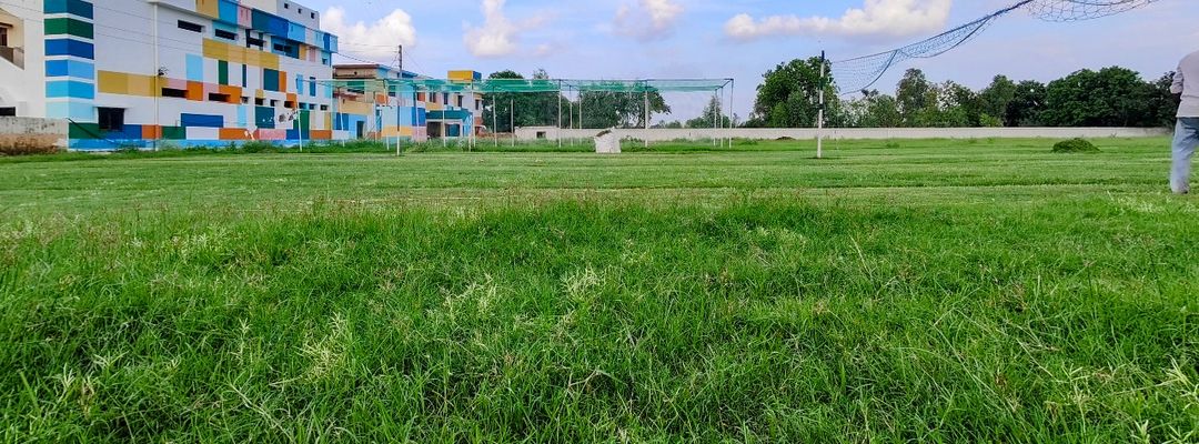 Cricket Turf