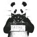 Rolflobo