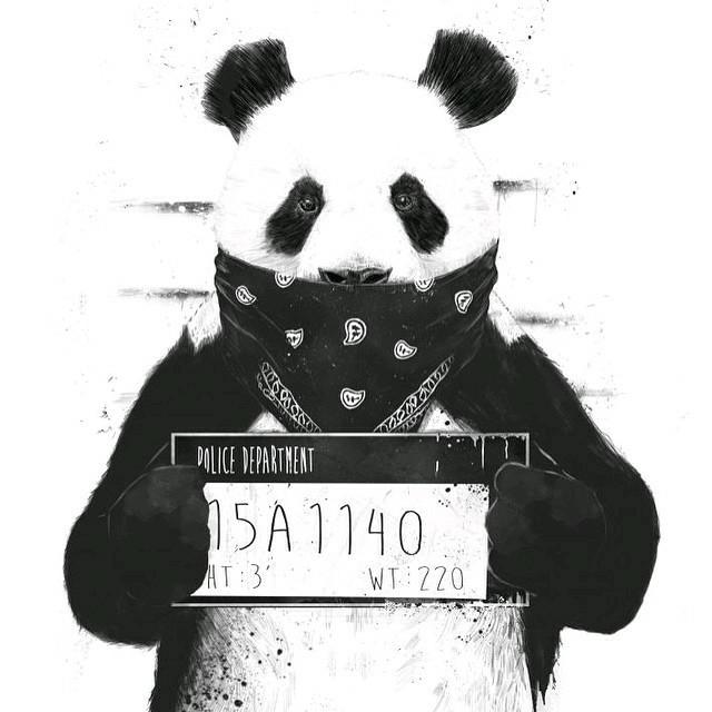 Rolflobo