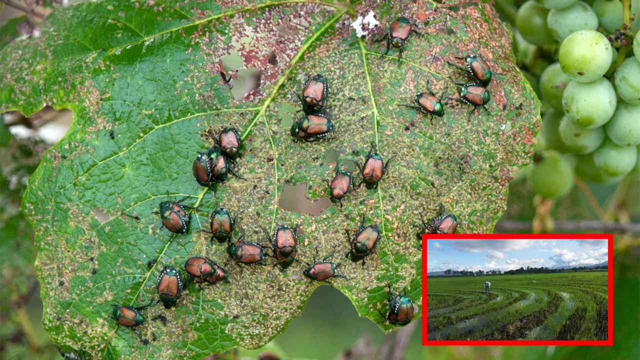 Crave Crops : పంటలను ఆశించే చీడ పీడలను ఆకర్షించే ఎరపంటలు!