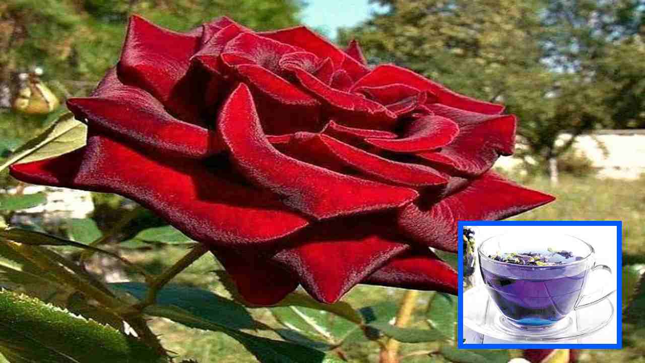 Rose Tea : రాత్రి సమయంలో రోజ్ టీ తాగితే కలిగే ఆరోగ్య ప్రయోజనాలు!