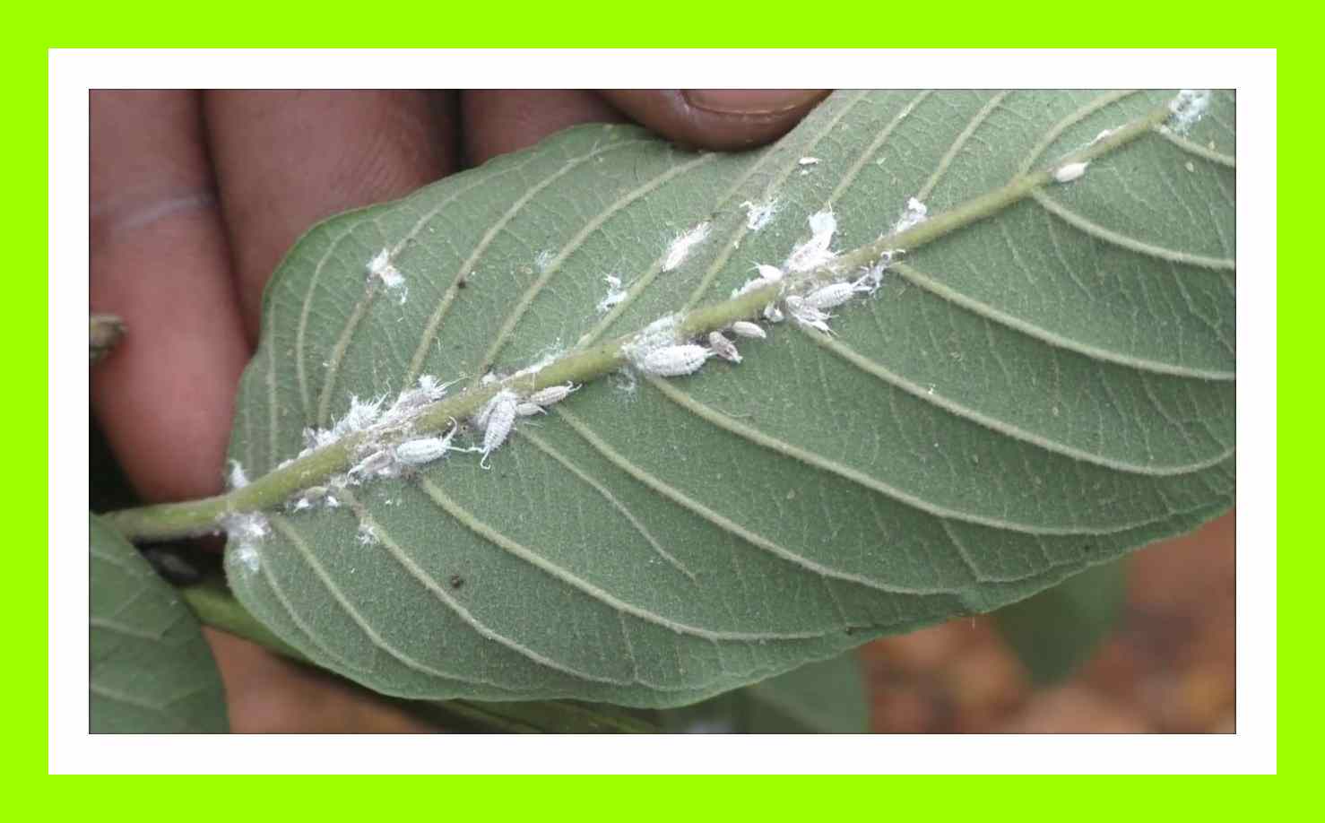 Pindinalli : దానిమ్మ, మామిడి, బొప్పాయి వంటి ఉద్యాన పంటలకు నష్టం కలిగిస్తున్న పిండినల్లి! నివారణ చర్యలు