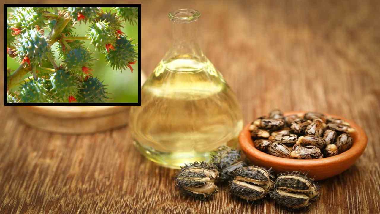 Castor Oil : కీళ్లనొప్పులకే కాదు, చర్మసౌందర్యానికి ఆముదం అద్భుతమైన ఔషదమే!