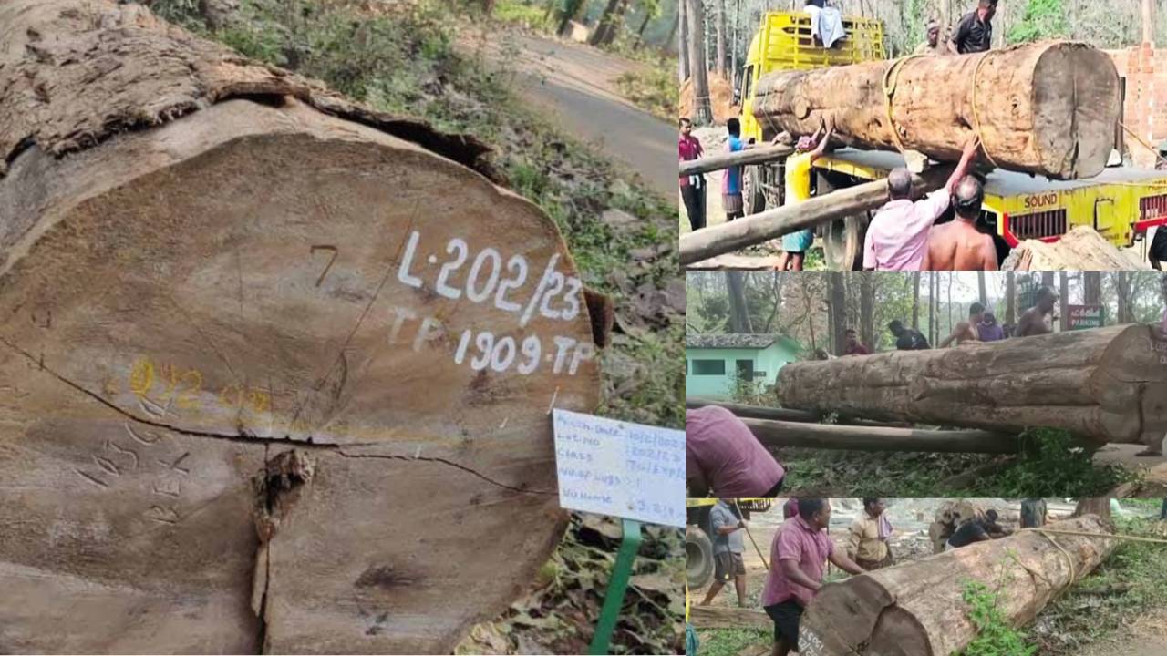 114 Years Teak Tree : బ్రిటీష్ కాలంనాటి 114 ఏళ్ల టేకు చెట్టు .. సర్కారువారి పాటలోధర ఎంత పలికిందో తెలుసా?!