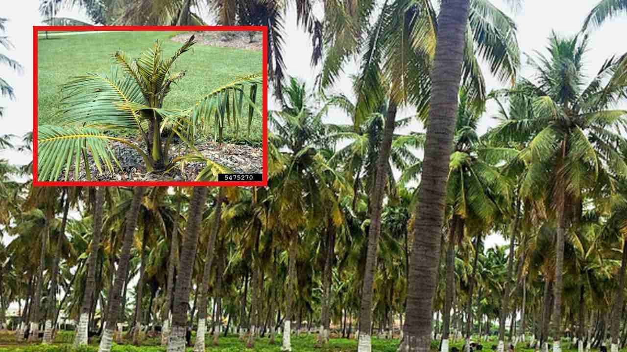 Boron Deficiency : కొబ్బరి సాగులో బోరాన్ లోపం, నివారణ మార్గాలు!