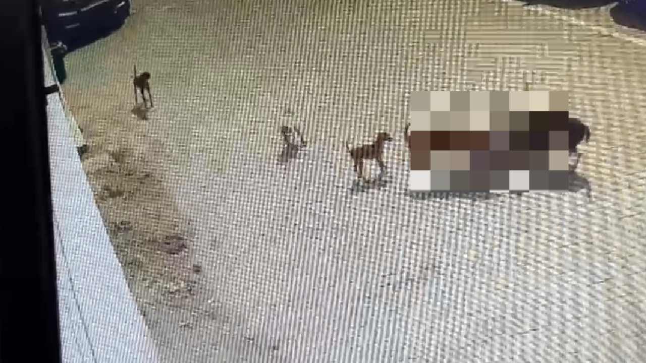 Dogs’ Attack In Hyderabad: కుక్కల దాడిలో చనిపోయిన బాలుడి కుటుంబానికి ఆర్థిక సాయం.. దాడిపై కేటీఆర్ స్పందన