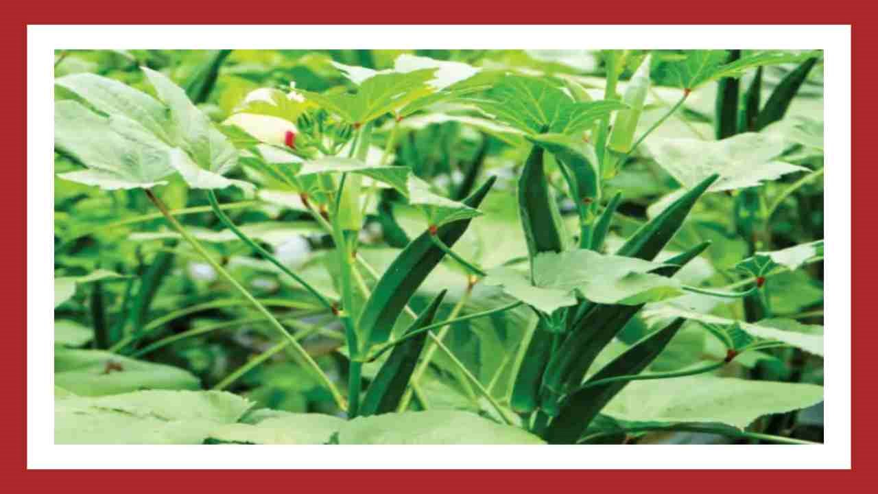 Benda Cultivation : బెండ సాగులో తెగుళ్ళు.. నివారణ చర్యలు !
