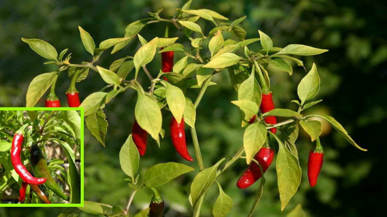Pest Control In Mirchi : మిరపలో పూత కాత దశలో పంటకు నష్టం కలిగిస్తున్న పూత పురుగు, నివారణ!
