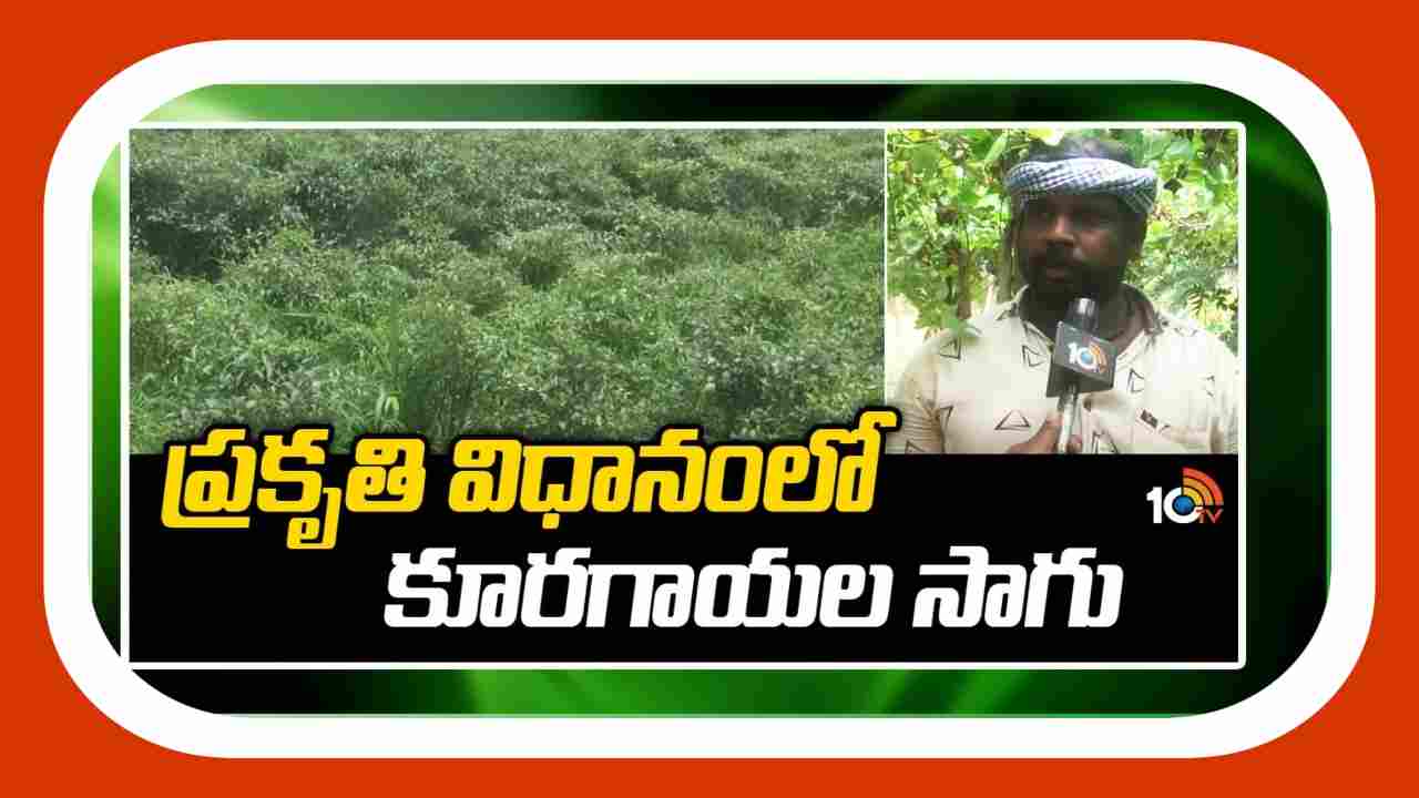 Cultivation of vegetables : ప్రకృతి వ్యవసాయంలో కూరగాయల సాగు.. ఏడాది పొడవునా దిగుబడులు