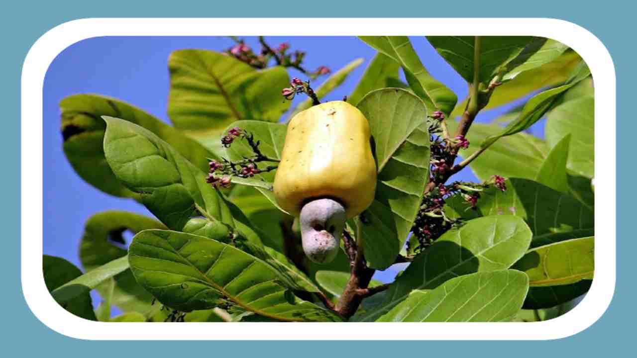 Jeedi Mamidi Cultivation : అధిక దిగుబడి కోసం పూతదశలో జీడి మామిడి తోటల్లో చేపట్టాల్సిన మేలైన యాజమాన్య పద్ధతులు