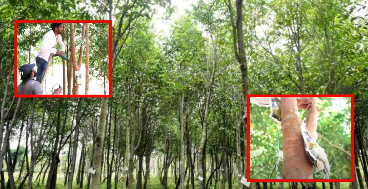 Agarwood : చెట్లకు సెలైన్ లో విషం పెట్టి లక్షల్లో లాభాలు ఆర్జిస్తున్న రైతులు !