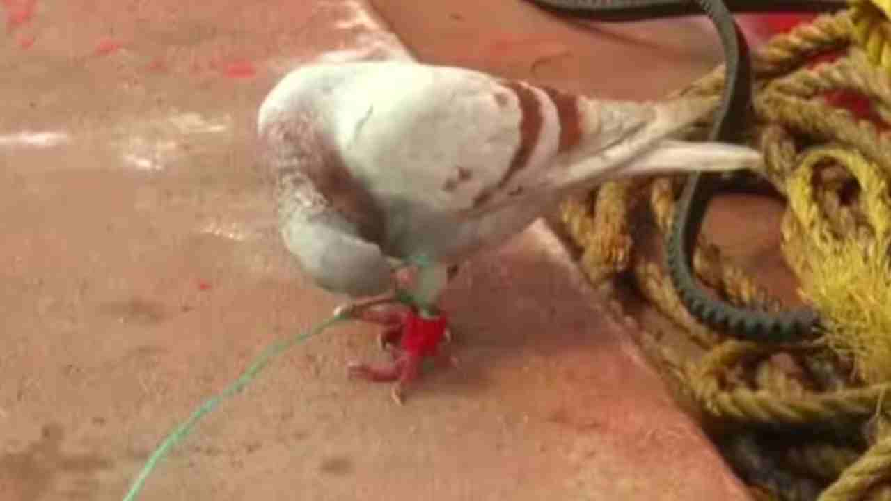 Spy Pigeon: సాముద్ర తీరంలో గూఢచర్య పావురం .. కాళ్లకు కెమెరాలు, మైక్రో చిప్‌లు ..