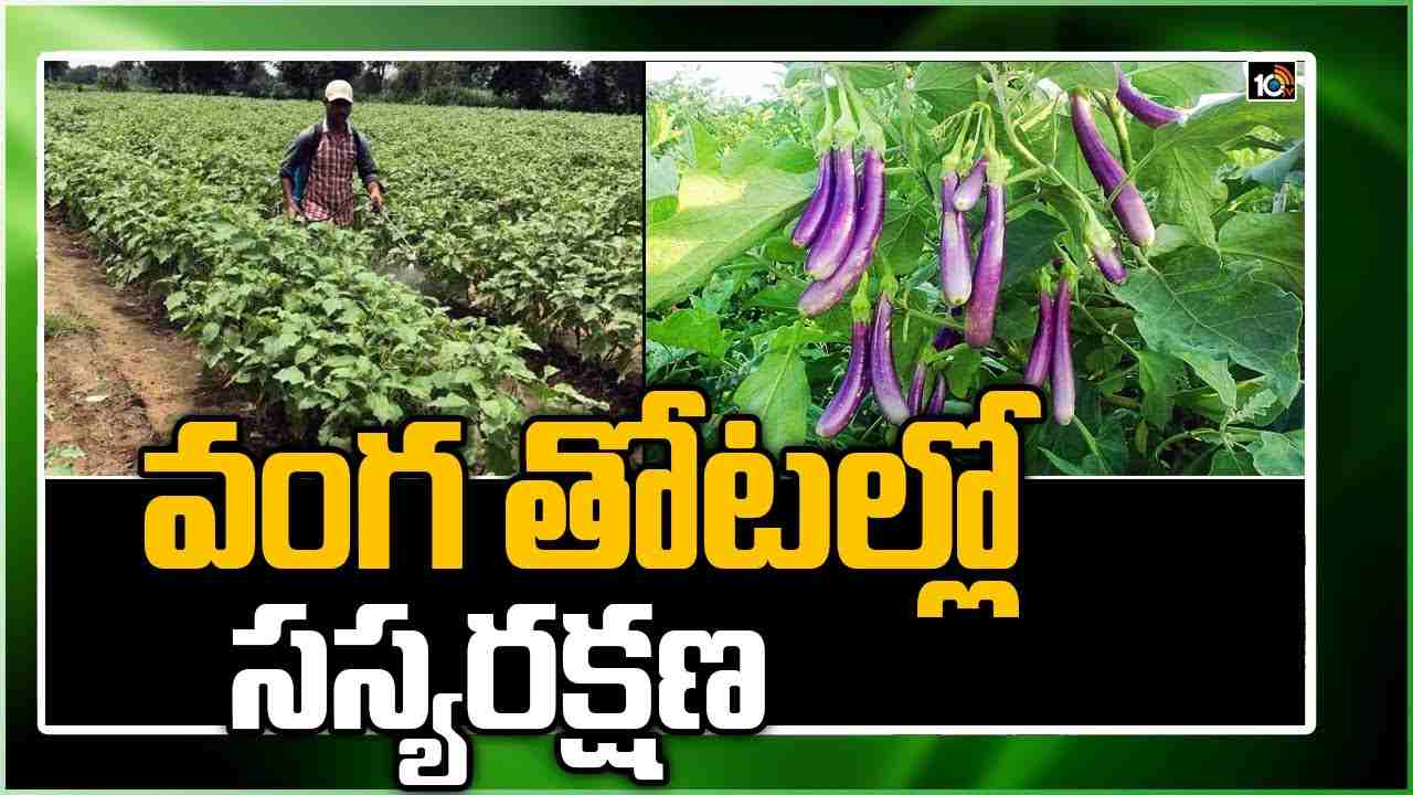 Brinjal Cultivation : వంగతోటలను నష్టపరుస్తున్న చీడపీడలు.. నివారణకు శాస్త్రవేత్తల సూచనలు