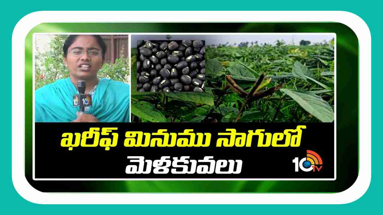 Blackgram Cultivation : ఖరీఫ్ మినుము సాగులో మెళకువలు
