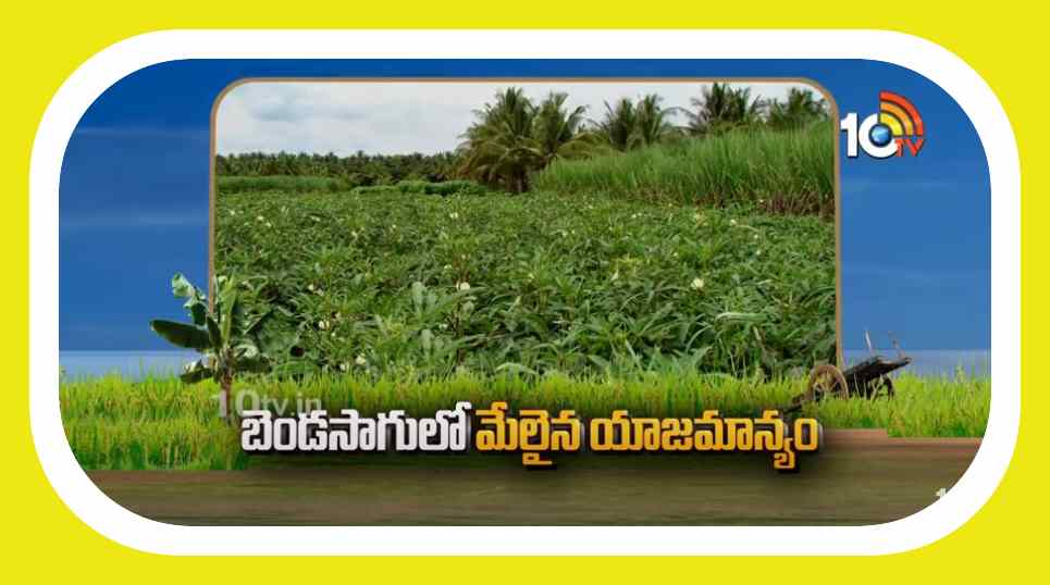 Okra Crop : బెండ‌సాగులో మేలైన యాజమాన్యం