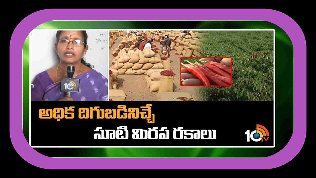 Hybrid Chili Varieties : మిరపలో హైబ్రిడ్ లకు దీటుగా సూటిరకాలు.. అధిక దిగుబడులిస్తున్నలాంఫాం రకాలు