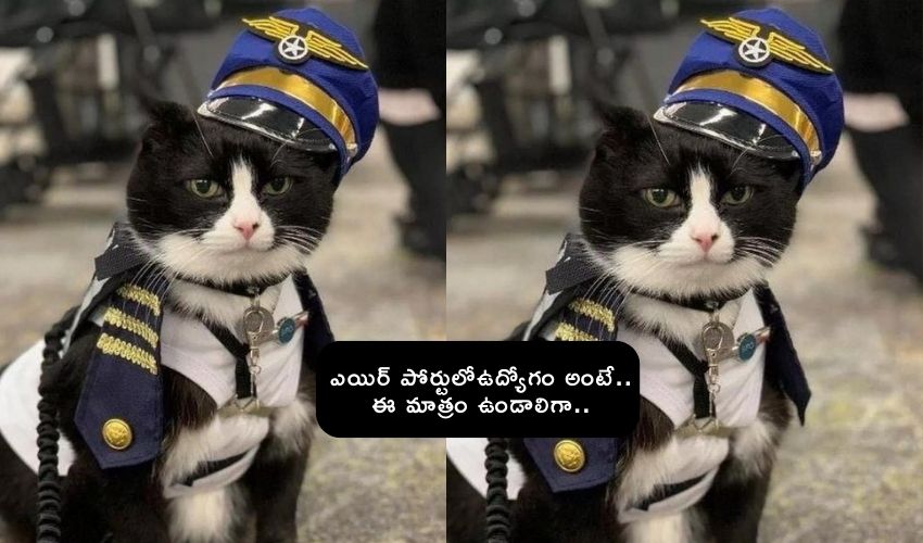 Cat Job In Airport : ఇంటర్నేషనల్ ఎయిర్ పోర్టుల్లో పిల్లికి ఉద్యోగం .. క్యాప్,యూనిఫాం ధరించి ఏం చేస్తుందో తెలుసా..?!
