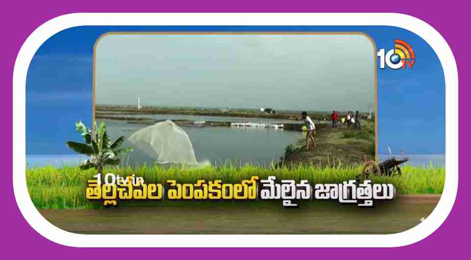 Fish Farming Tips : తెల్లచేపల పెంపకంలో మేలైన జాగ్రత్తలు