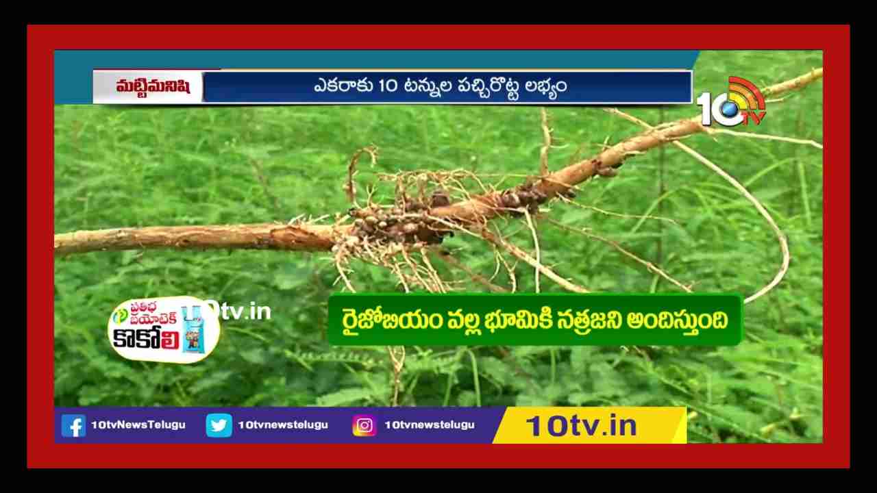Soil Fertility : పచ్చిరొట్ట పైర్ల సాగుతో పెరగనున్న భూసారం.. తక్కువ పెట్టుబడితో ఎక్కువ దిగుబడులు