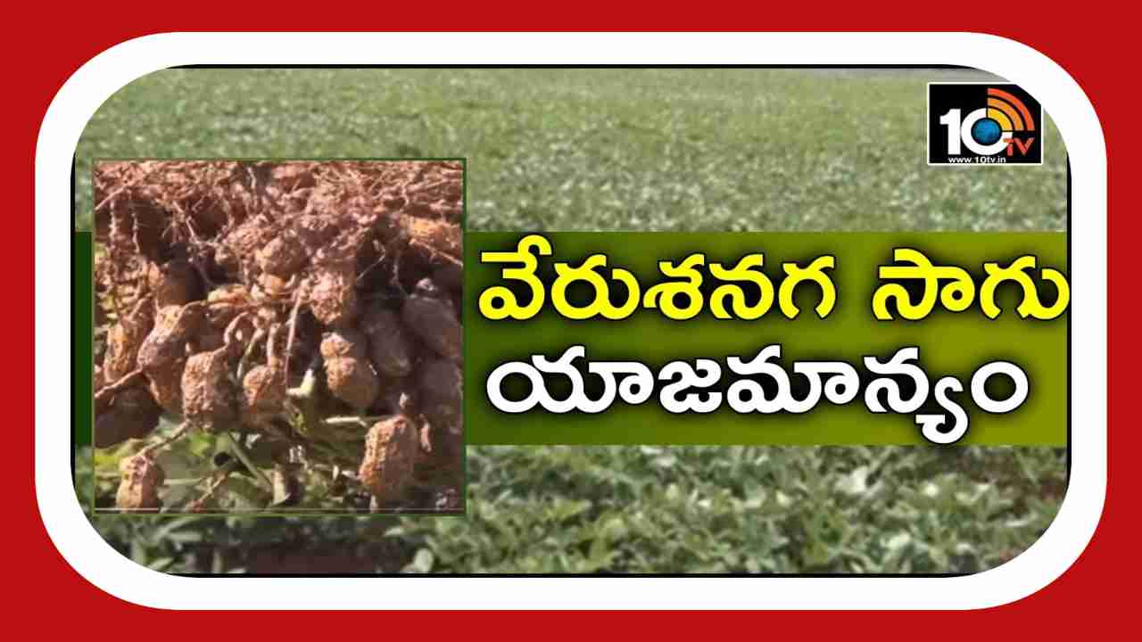 Groundnut Cultivation : తక్కువ సమయంలోనే ఎక్కువ దిగుబడి.. ఉత్తర కోస్తాకు అనువైన వేరుశనగ రకాలు