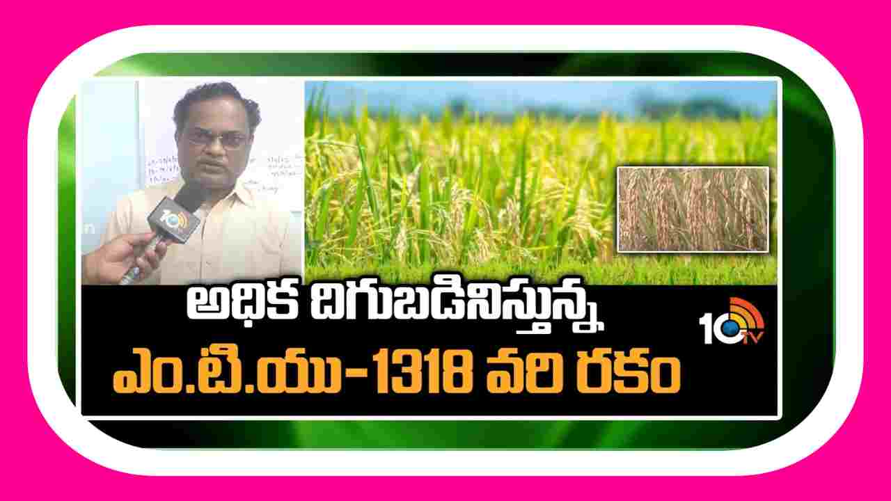 High Yielding Rice Variety : అధిక దిగుబడినిస్తున్న.. ఎం.టి.యు 1318 వరి రకం