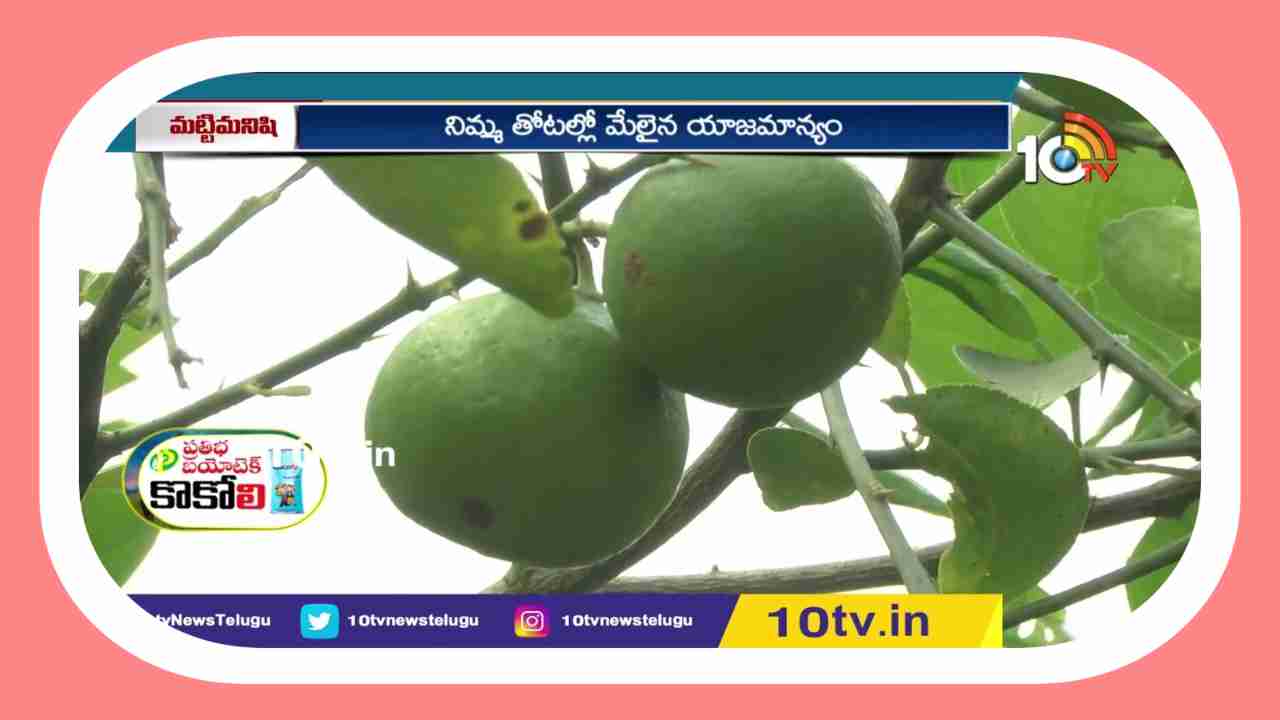 Lemon Tree Cultivation : రైతులకు అందుబాటులో మేలైన నిమ్మరకాలు.. అధిక దిగుబడులకోసం తోటల్లో చేయాల్సిన యాజామాన్యం