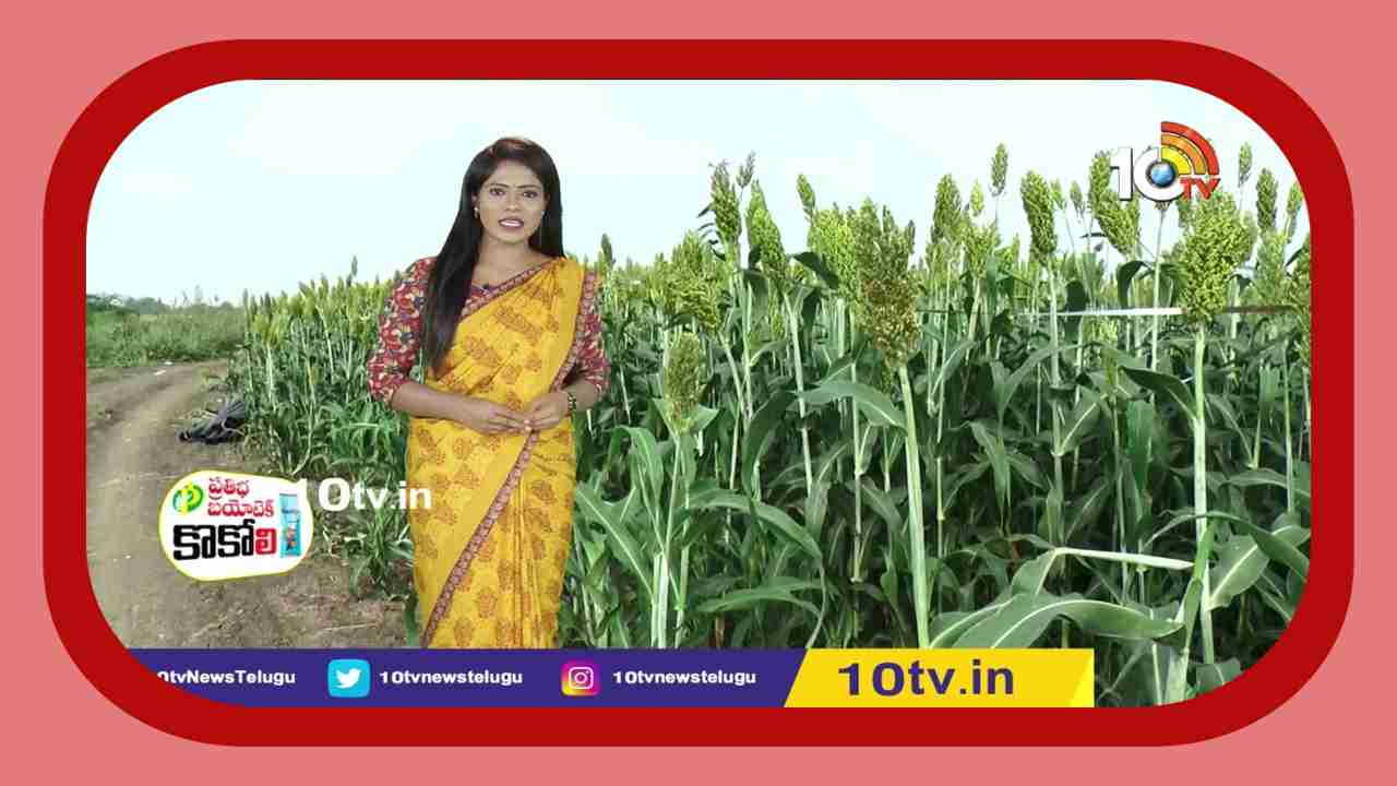 Sorghum Cultivation : ఖరీఫ్ జొన్న సాగులో మేలైన యాజమాన్యం