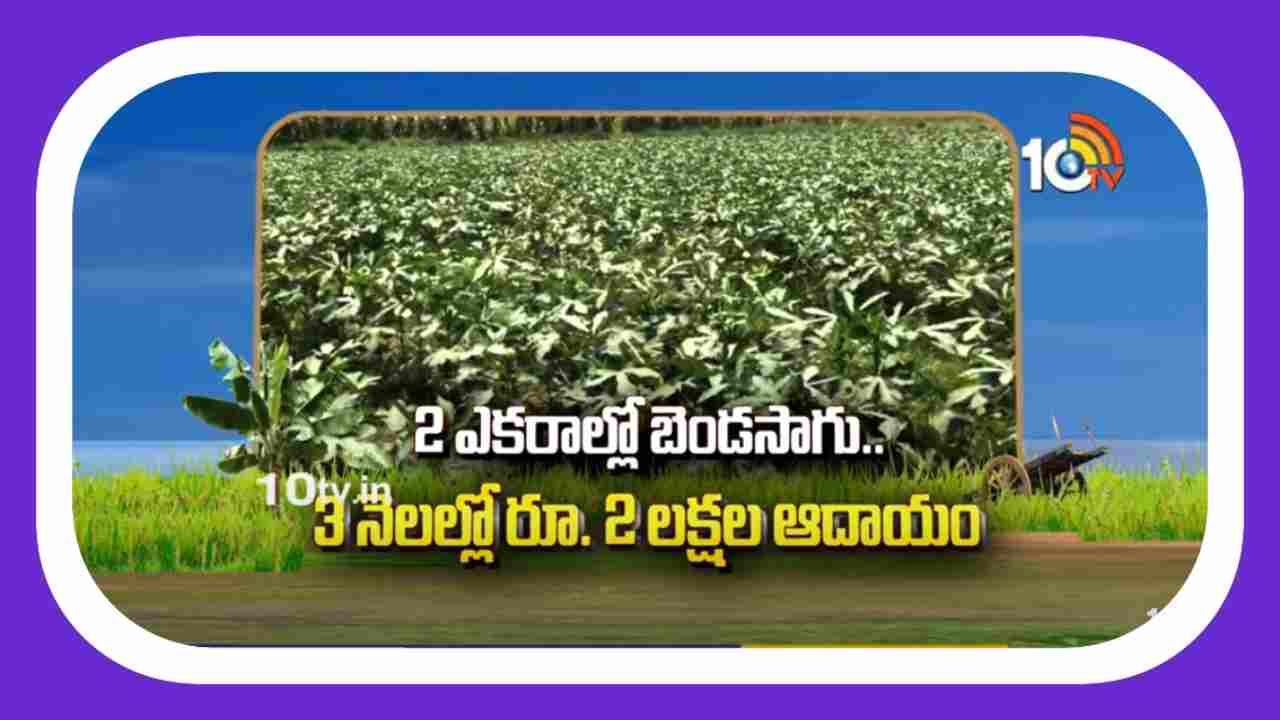 Ladies Finger Planting : వేసవి పంటగా 2 ఎకరాల్లో బెండ సాగు.. 3 నెలలకే రూ. 2 లక్షల నికర ఆదాయం
