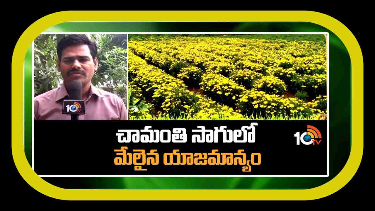 Chamanthi Sagu : చామంతి సాగులో మేలైన యాజమాన్యం.. అధిక దిగుబడులకోసం సాగులో మెళకువలు