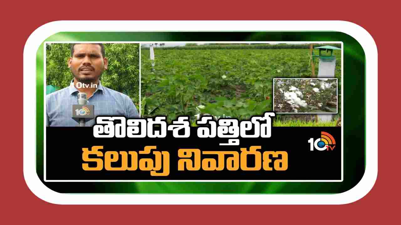 Cotton Crop : తెలంగాణలో అధిక విస్తీర్ణంలో పత్తిసాగు.. తొలిదశలోనే కలుపు నివారించాలంటున్న శాస్త్రవేత్తలు