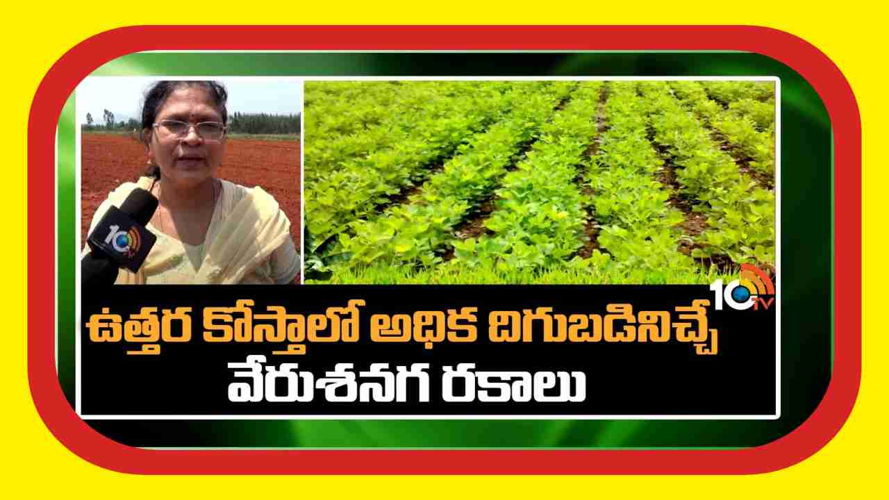 Groundnut Varieties : ఉత్తర కోస్తాకు అనువైన వేరుశనగ రకాలు.. అధిక దిగుబడులకోసం శాస్త్రవేత్తల సూచనలు