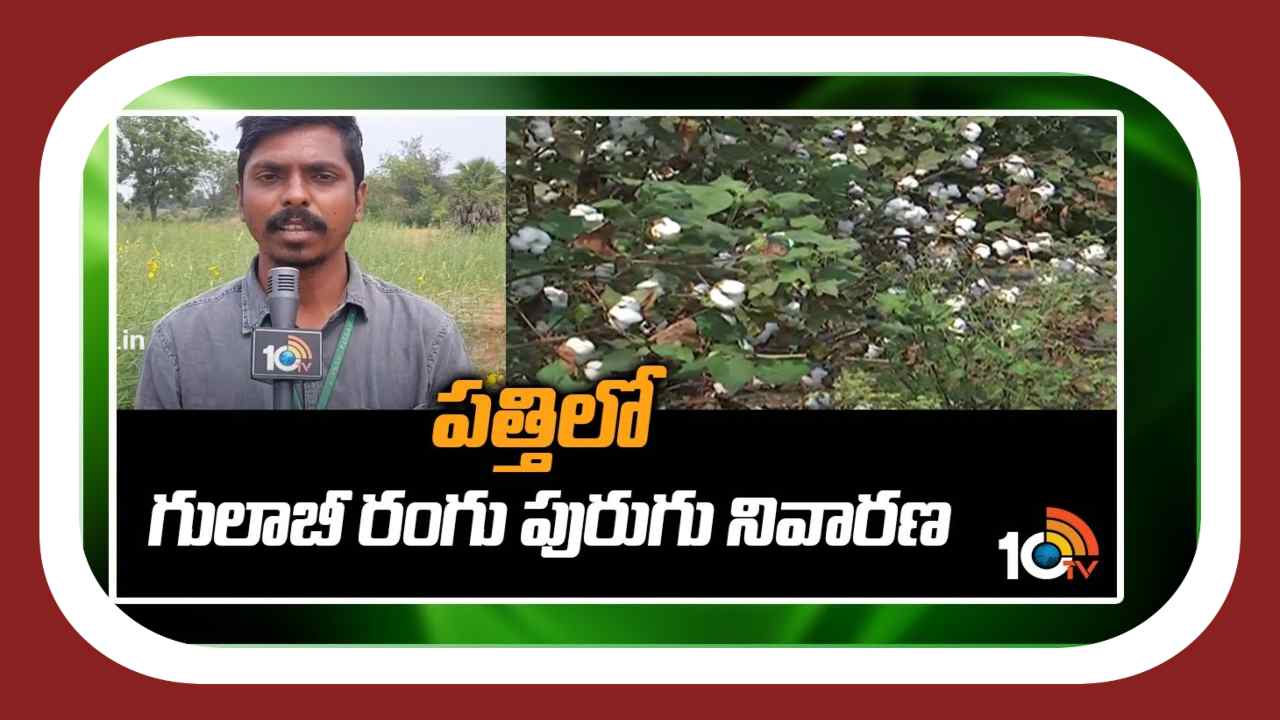 Pink Bollworm : పత్తికి గులాబి రంగు పురుగు గండం.. ముందస్తు నివారణ చర్యలు