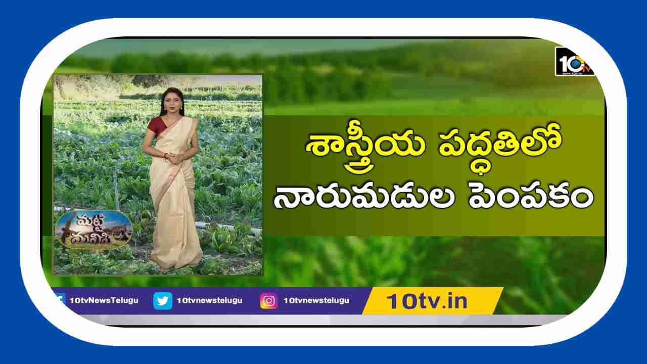 Preventing Pests : శాస్త్రీయ పద్ధతిలో నారుమడులు పెంపకంతో తెగుళ్లకు అడ్డుకట్ట