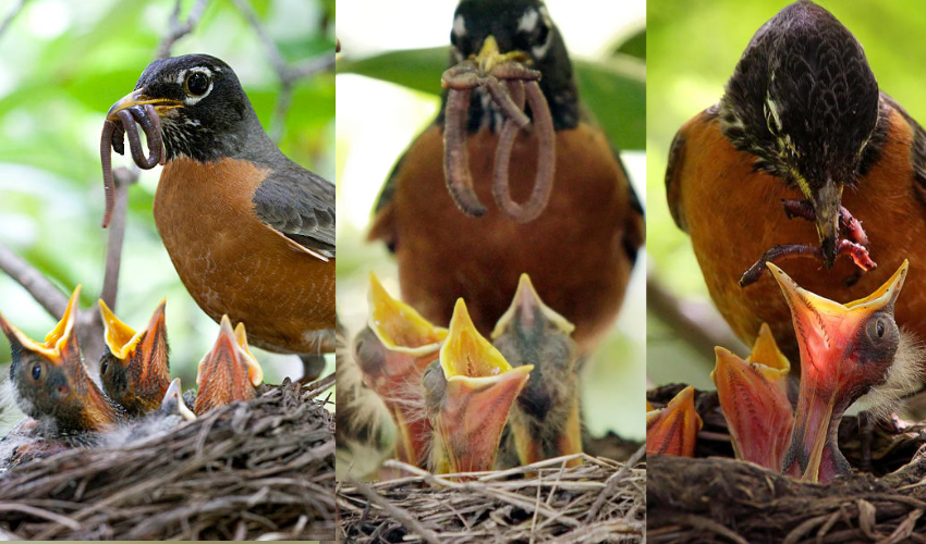 Effect of vasanta ritu on Birds : ముందే వచ్చేస్తున్న వసంతకాలం,చనిపోతున్న పక్షి పిల్లలు..! ఆందోళనకర కారణాలు